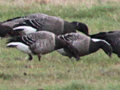 Pale-bellied Brent Goose x Dark-bellied Brent Goose hybrid